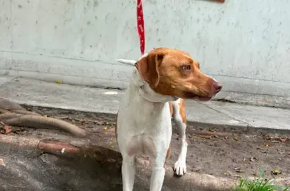 Encontrado perro hembra, Guada...