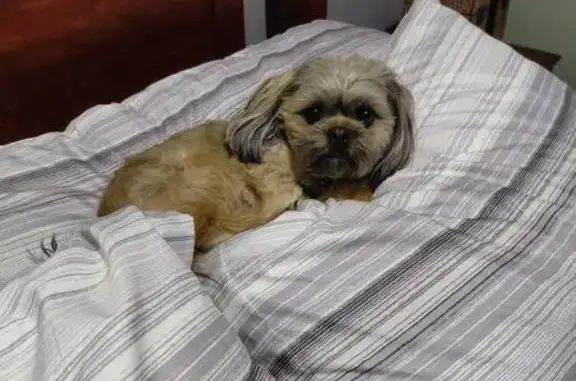 Lost dog, Squall Valley Drive, Nampa — male, brown/tan coloring, dark around the eyes - photo