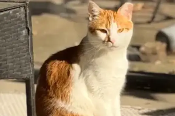 Lost cat, McClean Street, 129, Decatur - female, clipped ear - photo