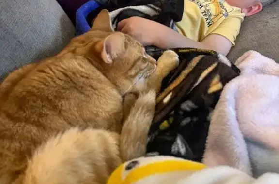 Lost cat, West Wedington Drive, 3001, Fayetteville - male, orange, neutered, microchipped - photo