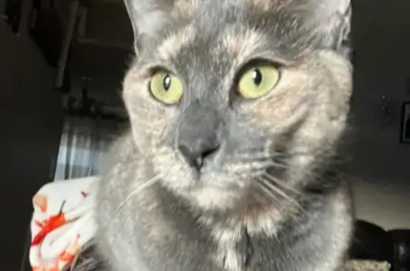 Lost cat, Robertson Street, 73, Bristol - female tortoiseshell, medium-sized - photo