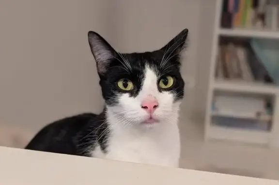 Lost cat, Waterfall Boulevard, Sydney - male black and white domestic short hair with a silky coat - photo