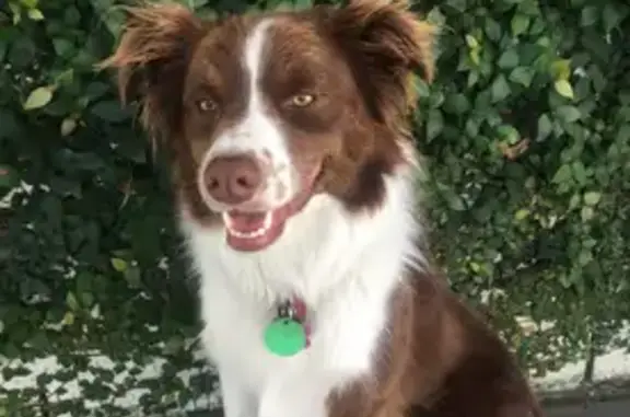Lost dog, Koondara Street, 40, Corinda — female, brown and white border collie - photo