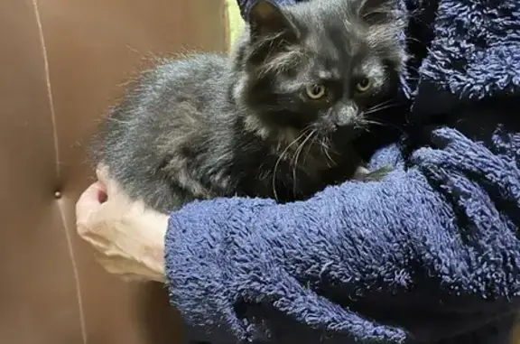 Знайдено кішку Львів, фото: Знайдена кішка, вулиця Юрія Федьковича, 13, Львів — кошеня, приблизно 3 місяці, іде на руки