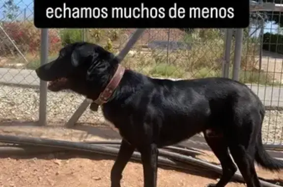 Perro perdido, Lugar Morti Alto, 66, Totana - macho, alto, ojos marrones - photo