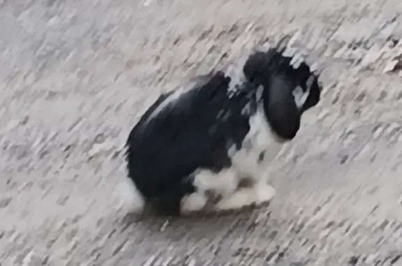 Found rabbit, Quarry Road, 18-...
