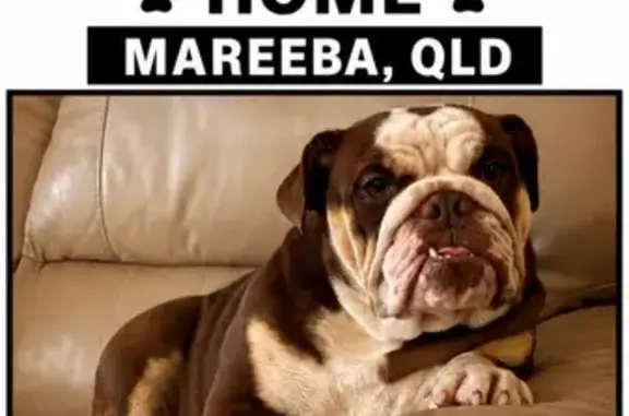 Lost dog, Brodziac Close, 2, Mareeba - female English bulldog - photo
