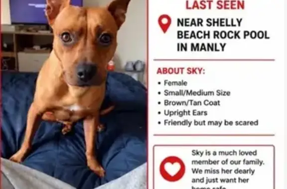 Lost dog, Marine Parade, 1, Northern Beaches Council, Curl Curl - brown with upright ears - photo
