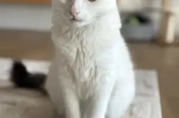 Lost cat, Lennox Avenue, 19, Glenorchy City, Hobart - female, white with grey ear and fluffy tail - photo