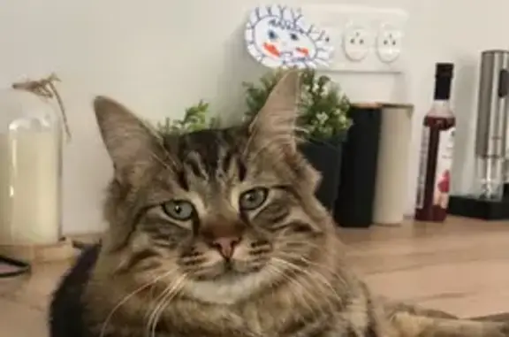 Chat perdu mâle, Clos des Buissons, 2, Courcelles-Chaussy, Strasbourg — yeux verts - photo