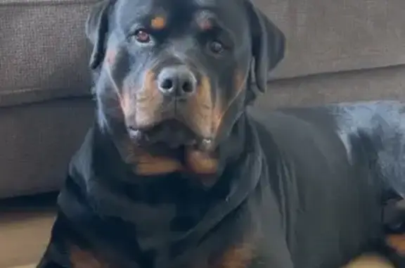 Lost dog, Fernwren Drive, 25, Casey City, Beaconsfield Upper - male, timid but friendly - photo