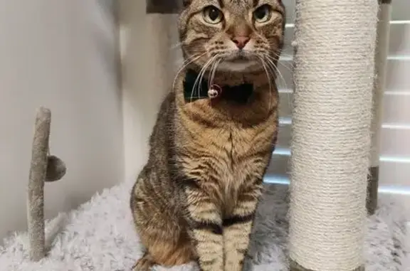 Missing cat Liverpool, photo: Lost cat, Kingsbury Road, 85, Liverpool City Council, Liverpool — brown tabby, shy and timid