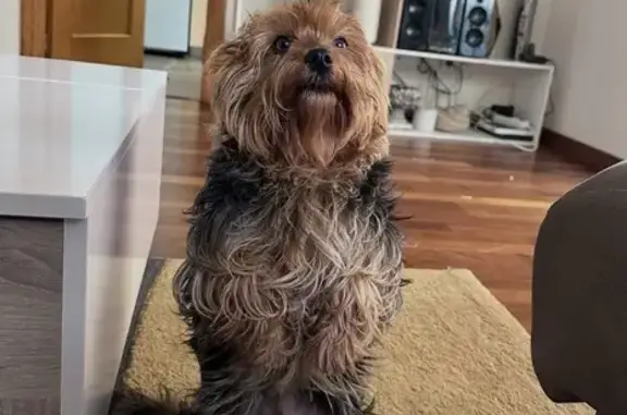 Perdido perro masculino, Carre...