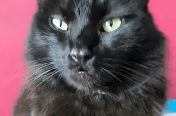 Animaux perdus et trouvés Caen, photo: Chat perdu femelle, Rue des Caravelles, 16, Biéville-Beuville, Caen - noire à poils longs