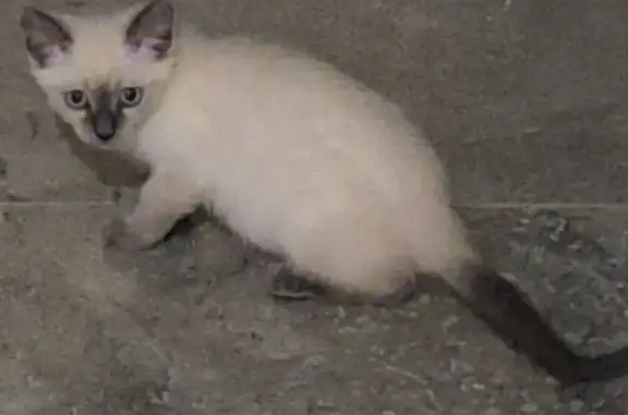 Lost cat, Macrossan Avenue, 136, Corinda - female - 3 months old, blue eyes - photo