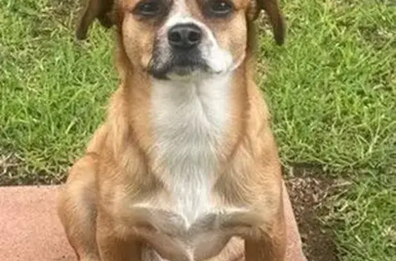 Lost pets Johannesburg, photo: Lost dog, Kempton Park, Gauteng, Johannesburg - male small mixed Chihuahua and Perky