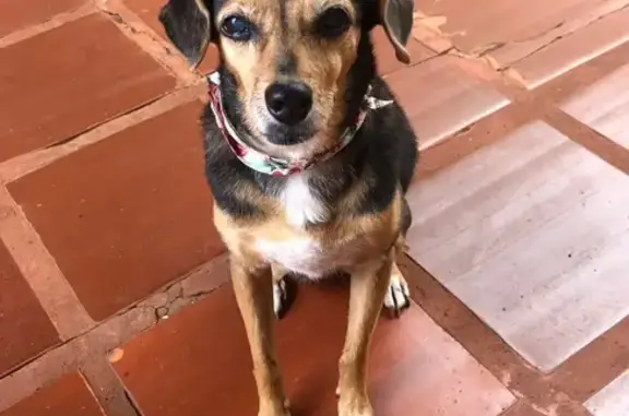 Perdido cachorro fêmea, Rua Aparecida, Campo Grande — usa coleira branca de leishmaniose - photo