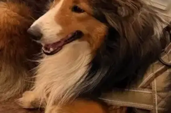 Missing dog Mobile, photo: Lost dog, Garrett Road, Daphne, Mobile - male - very scared, previously neglected