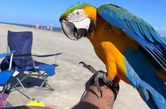 Lost bird, Harry Driggers Boul...