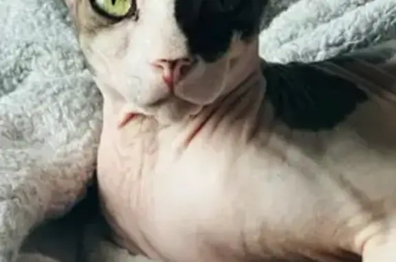 Lost cat, Bienville Boulevard, 3911, Ocean Springs - male hairless cat with bright green eyes - photo