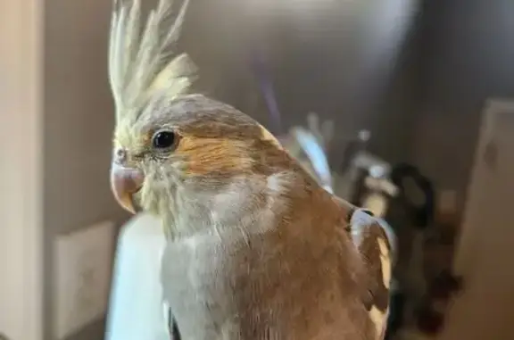Missing bird Female, Bowling G...