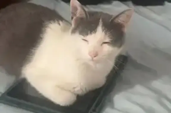 Missing cat Gallatin, photo: Lost cat, Tennessee 109, 1122, Gallatin - female