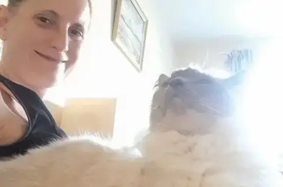 Lost and found pets United Kingdom, photo: Lost cat male, Dorset Road, 200, Morden - grey point, shy ragdoll