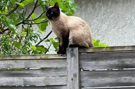 Chat perdu mâle, Route de Barbary, La Couronne, Villiers-sur-Marne - très sociable - photo