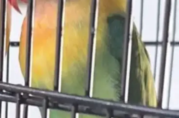Missing bird Male, Kendall Wes...