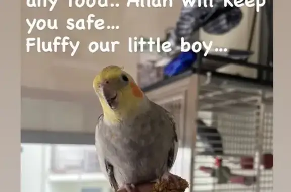 Lost bird, Miltonia Close, 31, Singapore, Sengkang - 9 months old, no ring on leg - photo