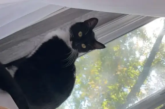 Lost cat, male, Michelle Avenue, 98, Chaska — tuxedo with a heart-shaped white mark on face - photo
