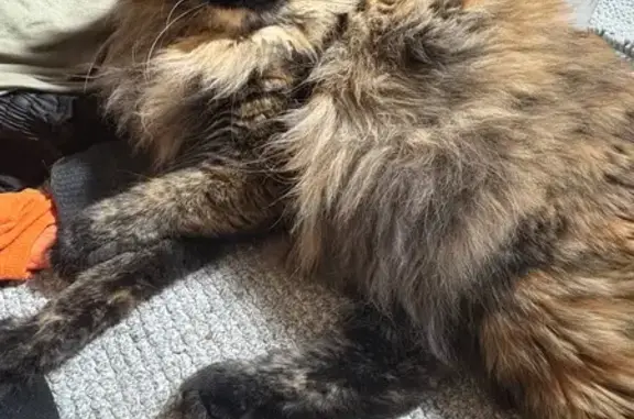 Lost cat, Northeast Holladay Street, 18925, Portland - female domestic longhair, tortoiseshell, pink collar with a bow - photo