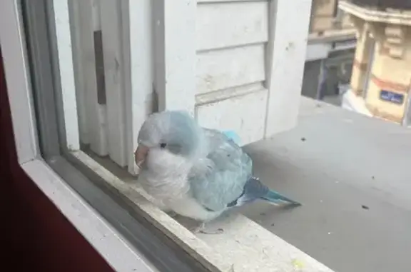 Animaux perdus et trouvés Paris, photo: Oiseau trouvée, Rue Saint-Denis, 5, Colombes, Paris - perroquet blanc et bleu-gris