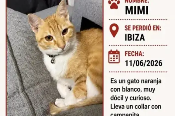 Perdido gato hembra, Carrer d'Andalusia, Eivissa, Palma - rubia con ojos marrones - photo
