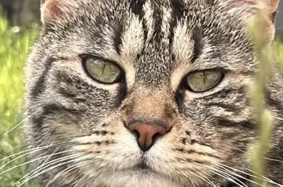 Chat perdu femelle, Rue des Violettes, La Rochelle - craintive - photo