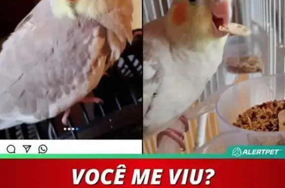Perdido pássaro macho, Rua Lei...
