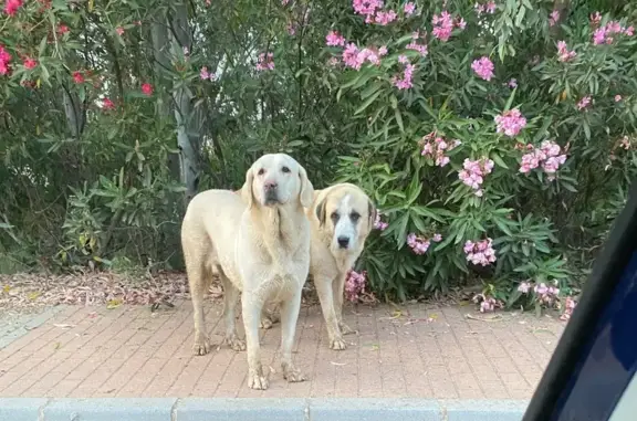 Perro encontrado Fuengirola, foto: Perro encontrado, Fuengirola (sf496312)