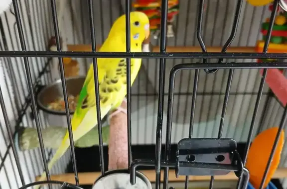 Found pets Kenmore, photo: Found bird, Victoria Boulevard, 67, Village of Kenmore, Kenmore — baby, full flight, in a cage