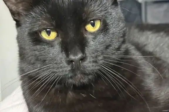 Lost cat, Dearborn Avenue, 1034, South Beloit - male, not fixed, not chipped - photo
