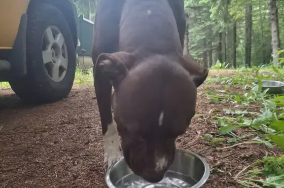 Found dog Cloquet, photo: Found dog, Brookston Road, 3851, Cloquet - male, brown coat with white on chest