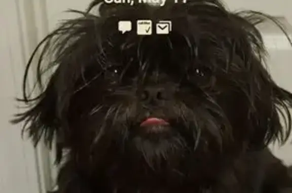 Lost dog, Mason Road, 6036, Mount Olive - black Shitzu, very timid - photo