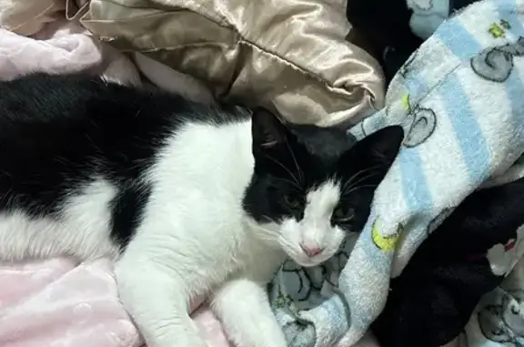 Lost and found pets Adelaide, photo: Lost cat, The Parkway, 21A, Port Adelaide Enfield, Adelaide - male, black and white, microchipped