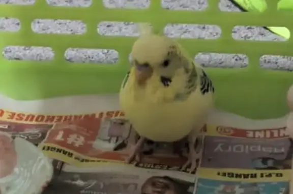 Found bird, Maroondah, Victori...