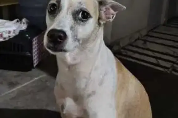 Perdido cachorro fêmea, Rua Costa Freire, 1467, Fortaleza - cabeça clarinha e manchas no pescoço - photo