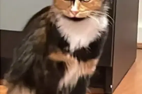 Lost and found pets Adelaide, photo: Lost cat, Fisher Street, Campbelltown, Adelaide - female calico cat with furry orange, black and white patches
