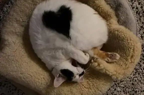 Lost cat, female, Stringybark Way, 23, Yanchep - calico, very vocal - photo