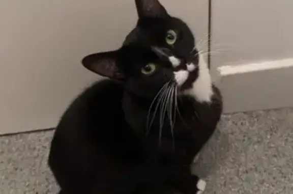 Lost and found pets Port Adelaide Enfield, photo: Lost cat, Edgecombe Street, Adelaide, Port Adelaide Enfield - female tuxedo with white nose patch and white paws