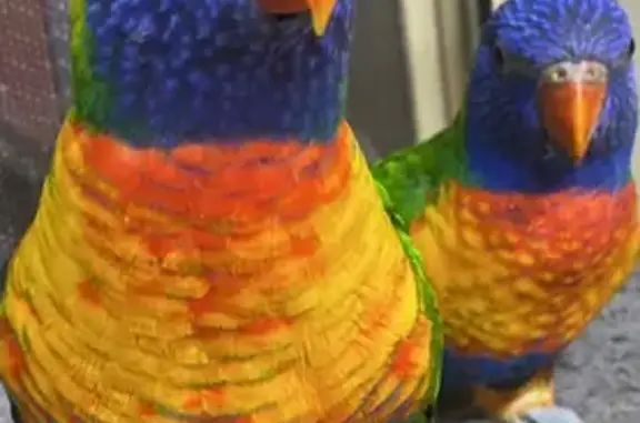 Lost and found pets Adelaide, photo: Lost bird, Harrow Avenue, 18, Campbelltown, Adelaide - male, friendly
