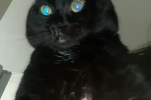Missing cat Williamstown, photo: Lost cat, Stevedore Street, Hobsons Bay, Williamstown - male, black, one ear does not stick up