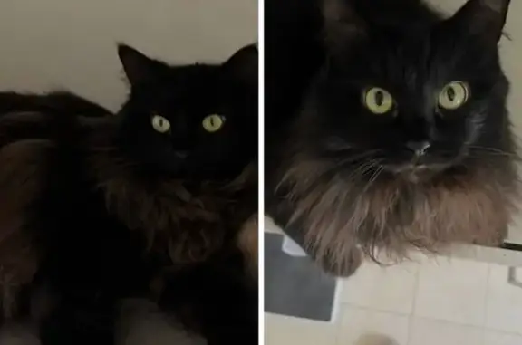 Missing cat Gosnells, photo: Lost cat, Ecru Court, 2, Gosnells - female, fluffy black with slight brown colouring